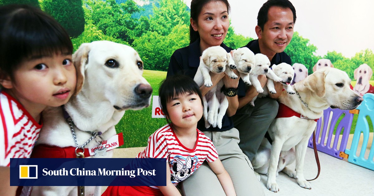 First Hong Kongborn guide dogs set to help meet huge demand from the visually impaired South
