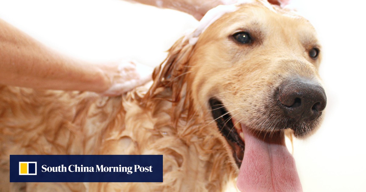 Summer Raises Infection Risk For Dogs With Sensitive Skin South China Morning Post