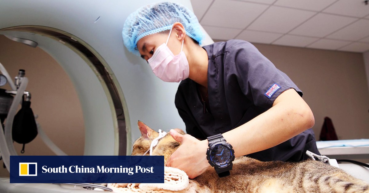 How new Hong Kong specialist animal hospital could boost care for pets