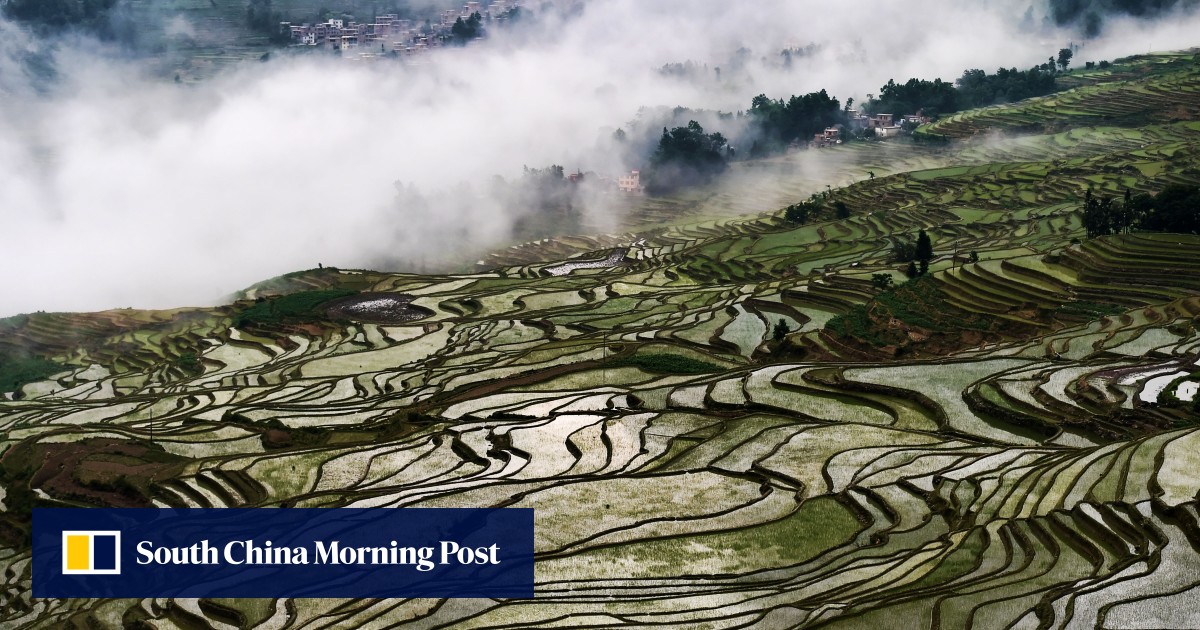 Chinese Scientists Find Gene That Improves Rice Yields By 20 Per Cent ...