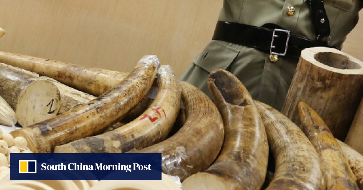 Threequarters of Hongkongers want ivory trade banned, survey finds