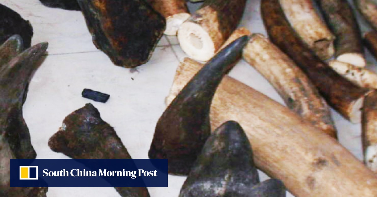 Poached rhinoceros horns worth US1.1 million stolen from police