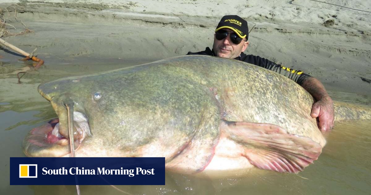 Nessie Is Probably A Giant Catfish Says Loch S Most Persistent
