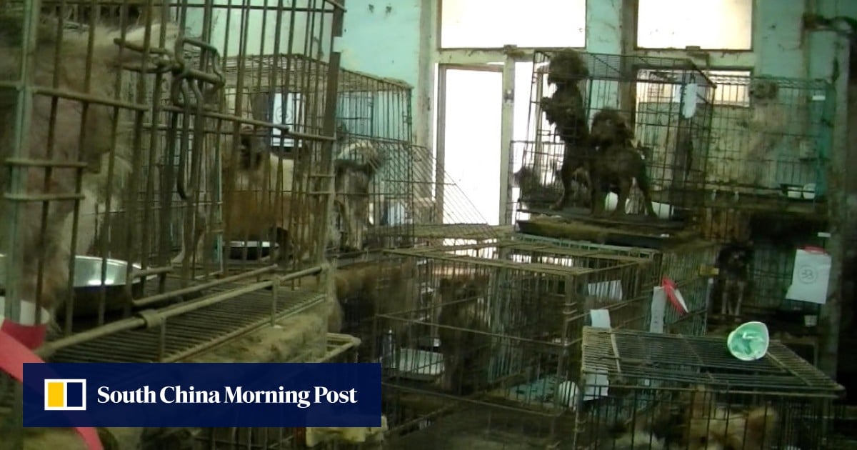 Hong Kong's cruel 'puppy mills' breeding dogs like factory must end