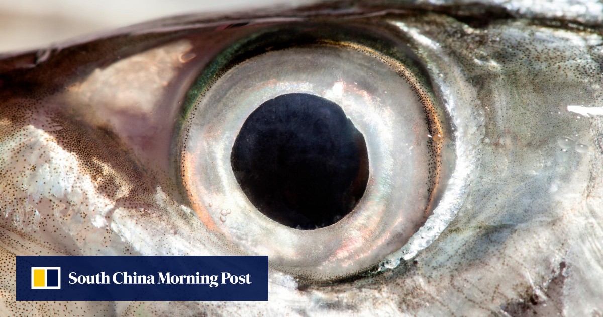 It's a myth, you won't see better by eating fish eyes | South China Morning Post