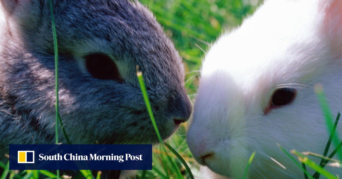 Top tips for keeping pet rabbits in Hong Kong South China Morning Post