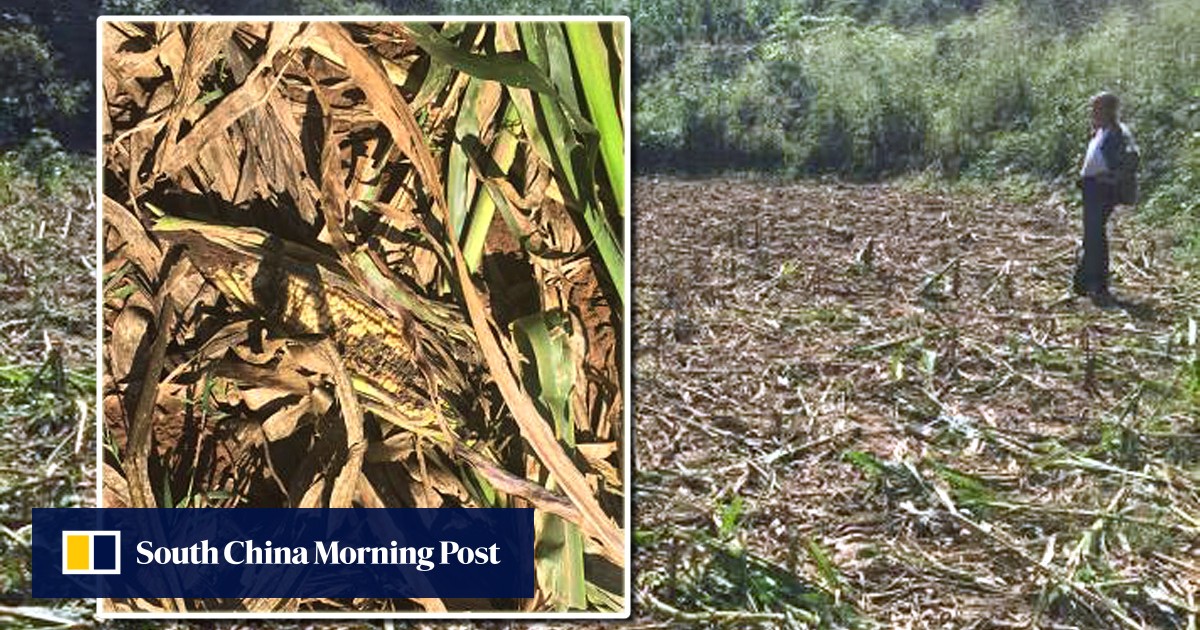 Wild boars destroy farmers’ crops at village in northern China South