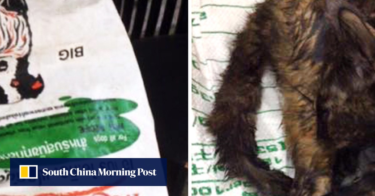 Cat and two of her kittens suffocate after being abandoned outside Hong