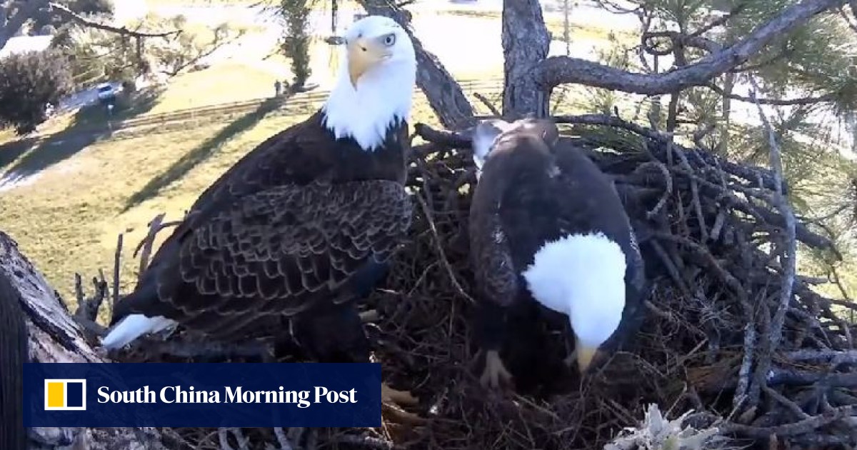 Ozzie the bald eagle, webcam star, dies fighting for Harriet, the love