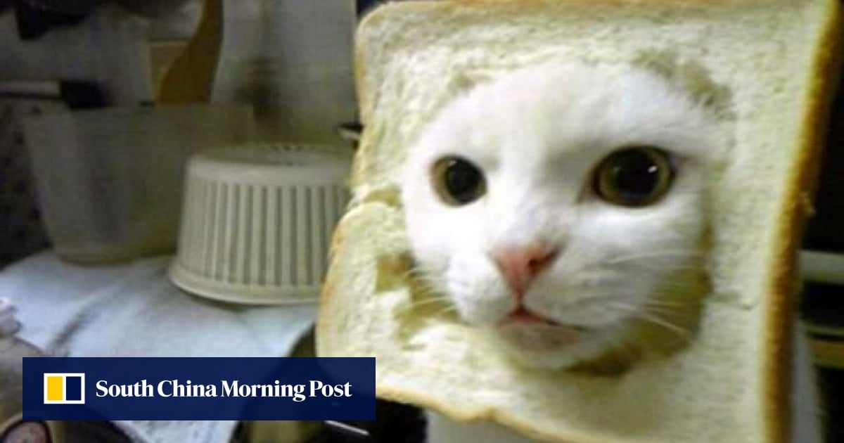 Five Funny Pet Websites South China Morning Post