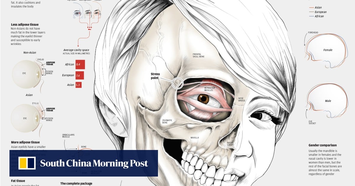 How The Asian Face Got Its Unique Characteristics South China Morning Post The skeleton of the trunk mainly consists of spinal column made of a number of bony segments called vertebrae to which the head, the thoracic cavity and the pelvic bones are connected. how the asian face got its unique