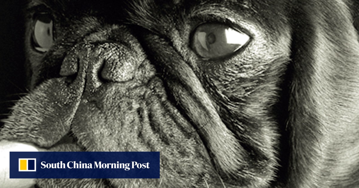 Secondhand smoke is bad for pets too, and makes dogs fat, study shows