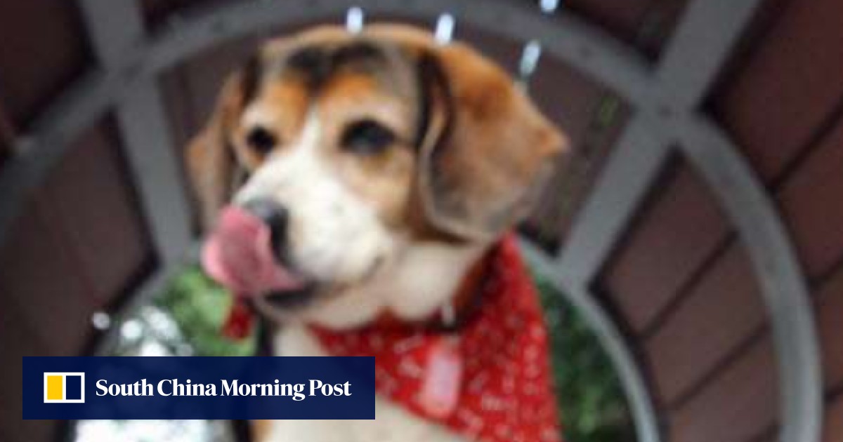 Pet food plea Hong Kong government urged to speed up legislation on
