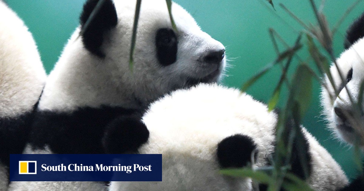 Global nature conservation group to assess status of giant pandas
