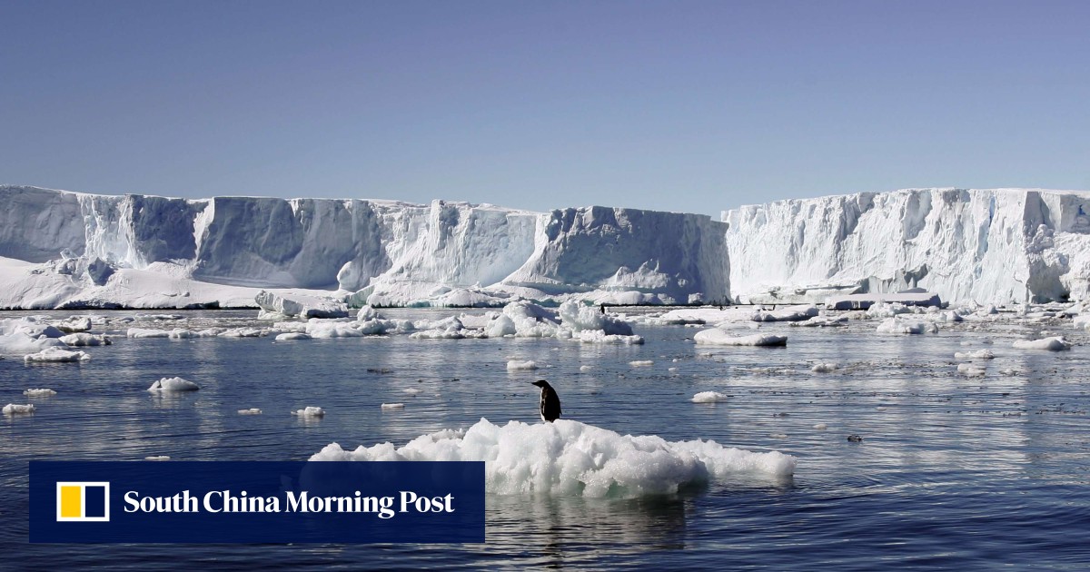 Antarctica’s Adélie penguins could be decimated by climate change, with