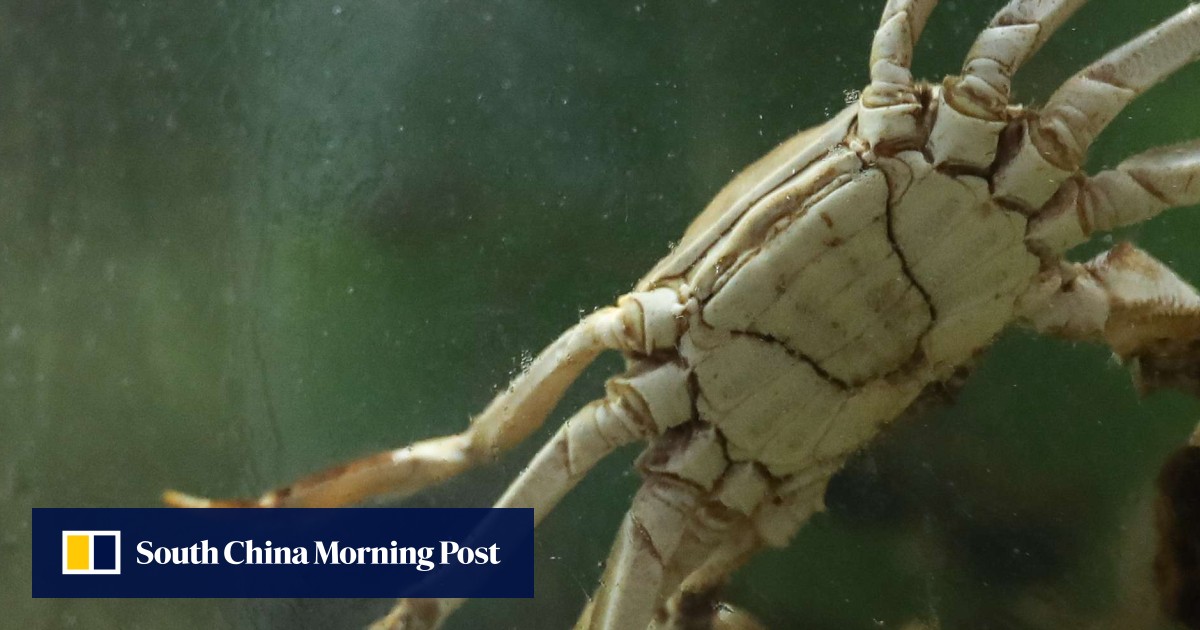 Highly toxic hairy crabs may have been hidden, then sold with fake