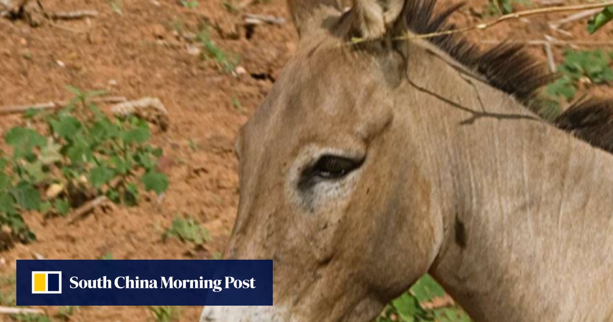 Chinese health fad that's decimating donkey populations worldwide