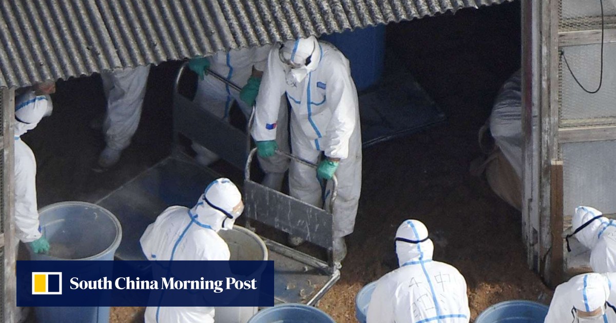 Number of bird flu cases in China rises to seven | South ...