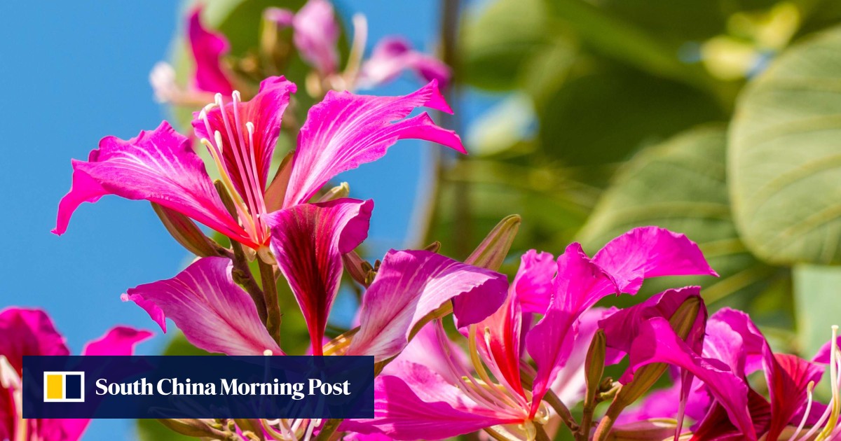 How the bauhinia flower became Hong Kong’s emblem South China Morning