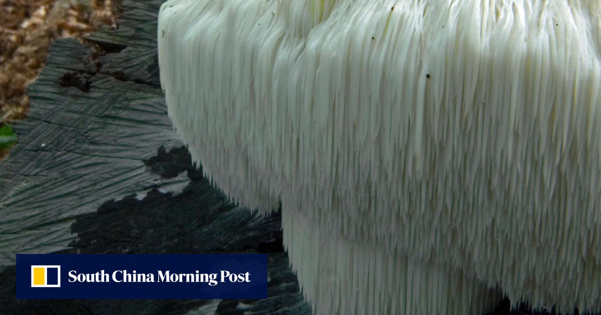 Why eating mushrooms is good for your brain they may ward off effects