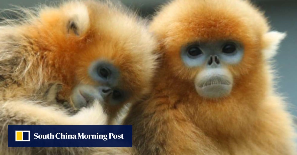 First ever birth for endangered Chinese monkey in Hong Kong South