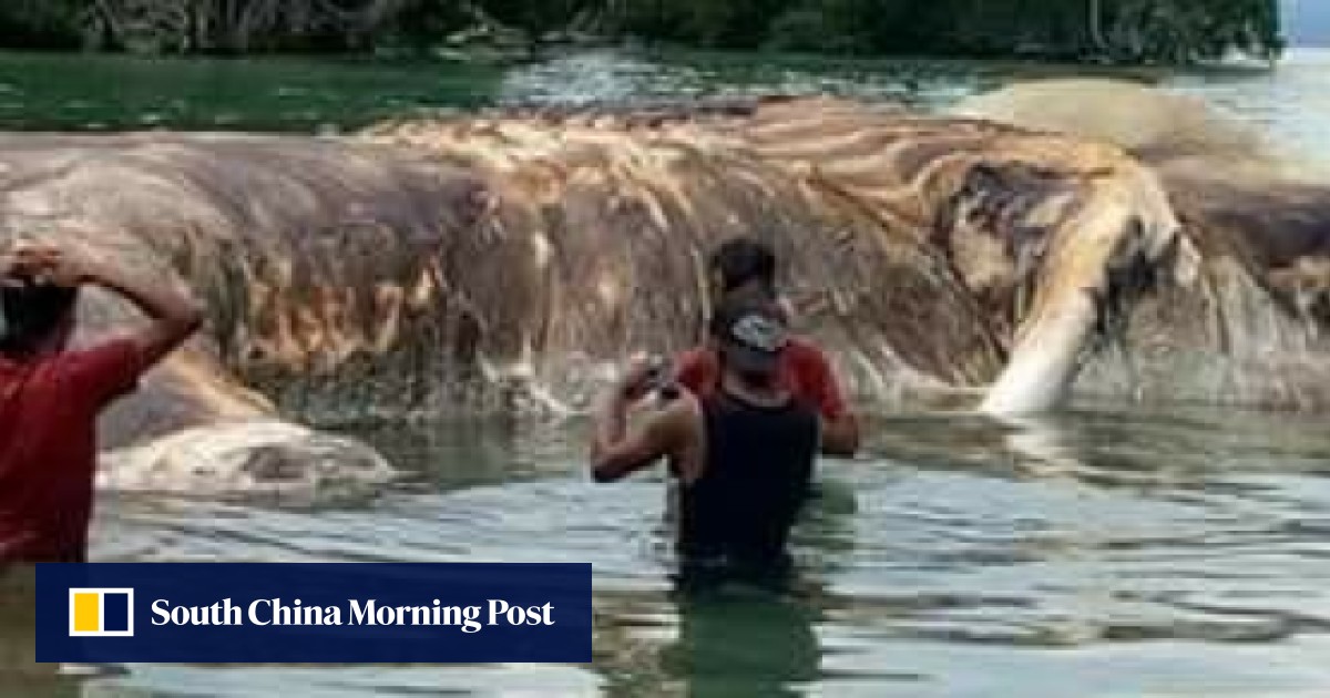 Scientists identify massive ‘sea monster’ that washed ashore on