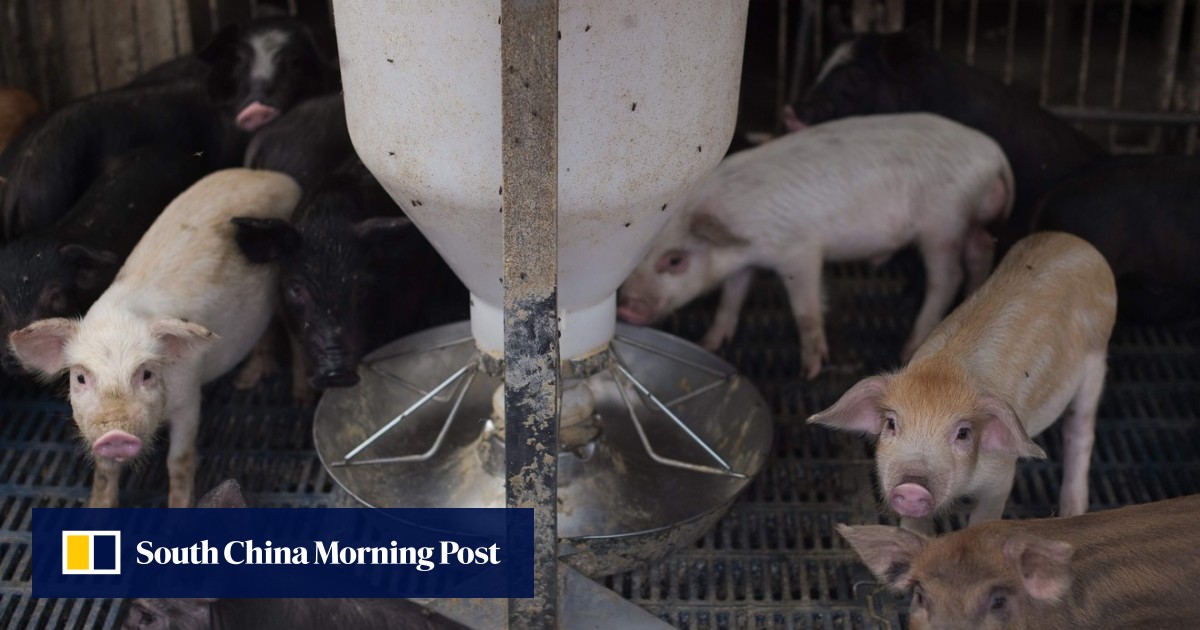 China S Backyard Pig Farmers Squeezed As Sector Scales Up