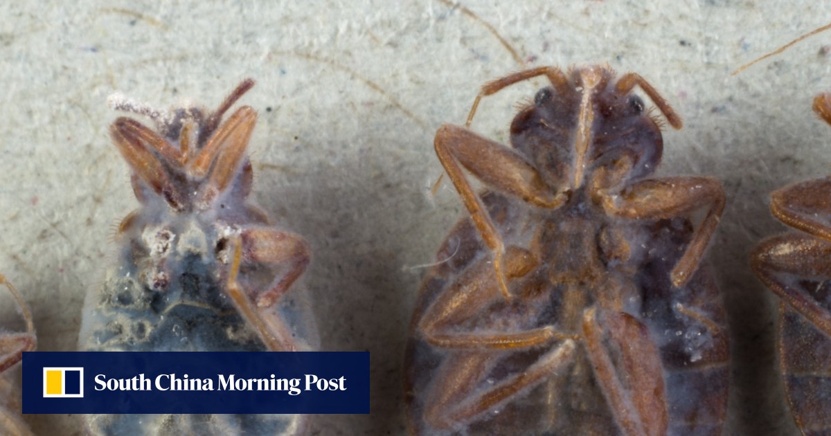 Is Hong Kong on the verge of a major bed bug epidemic? We talk to the