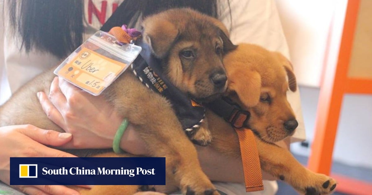 Young Hong Kong pet protection group goes extra mile to match animals