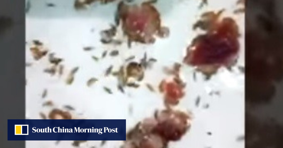 Watch the video of meat-eating sea fleas that left Australian teen gushing  blood at Melbourne beach