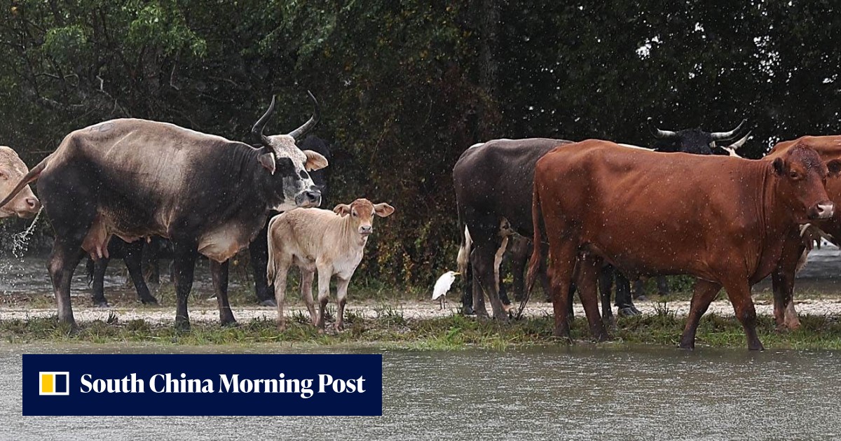 Thousands of cattle in Texas die from Harvey’s rampaging floods | South ...