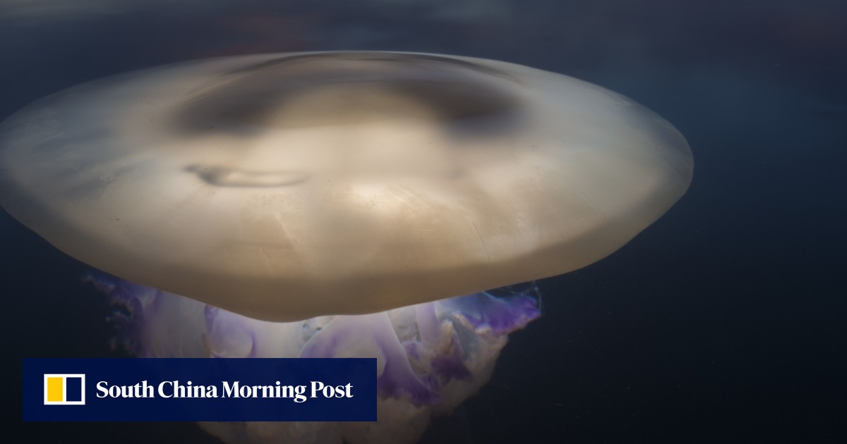 Jellyfish have no brain, but they need their sleep, scientists discover South China Morning Post