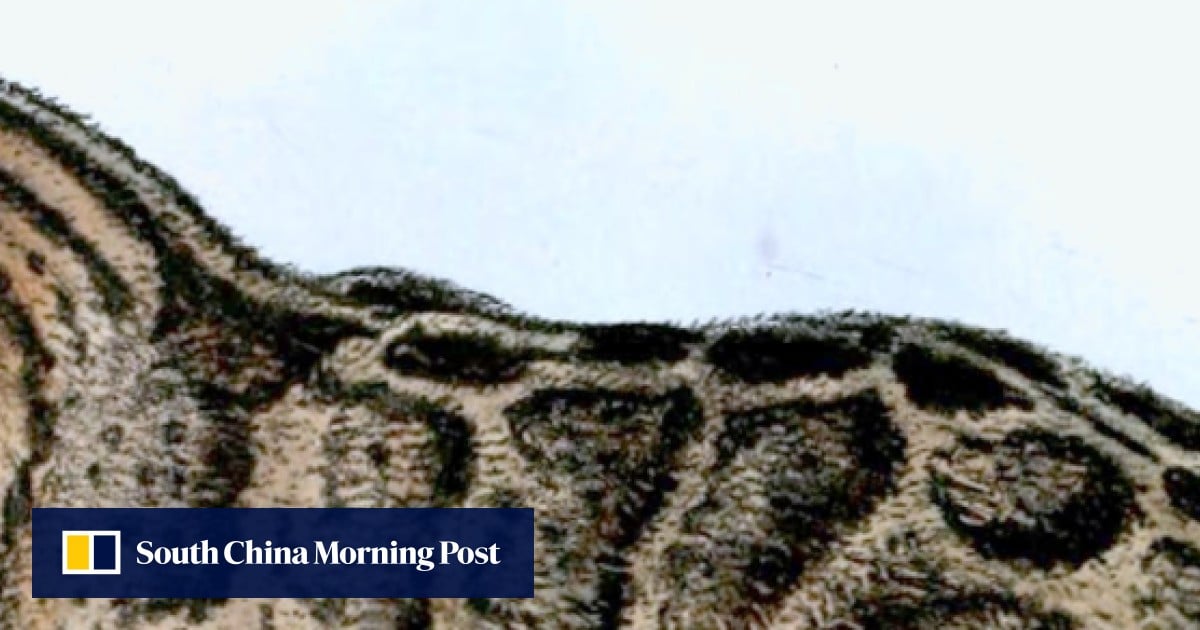 Can Taiwan’s Formosan clouded leopard claw its way back from extinction