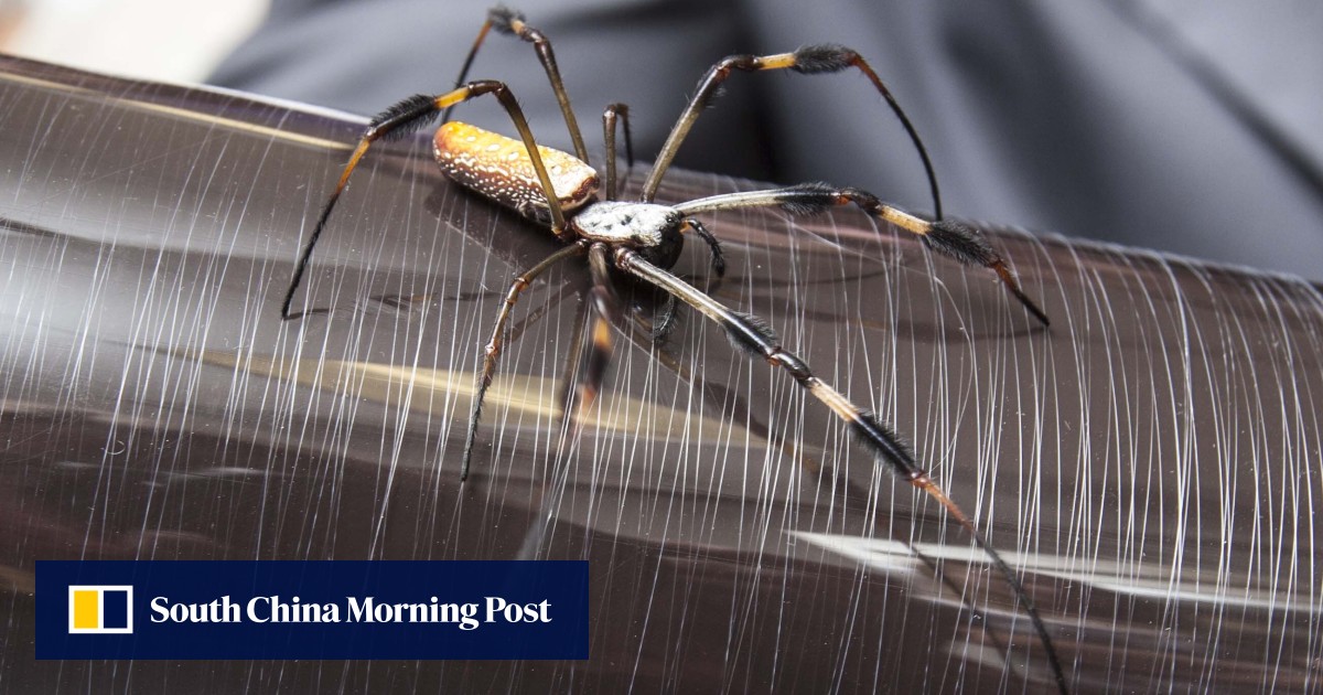 Spider silk the bulletstopping, planecatching fabric that’s got the