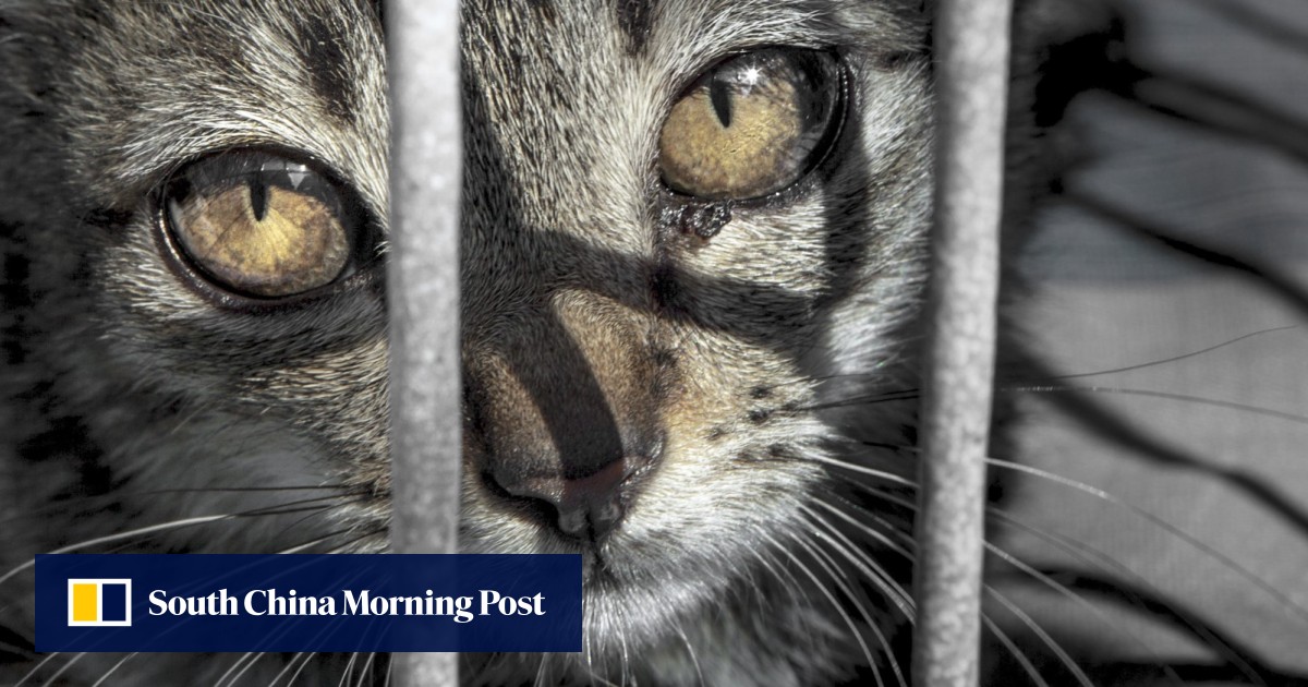 Animal cruelty police force needed in Hong Kong, experts say, after