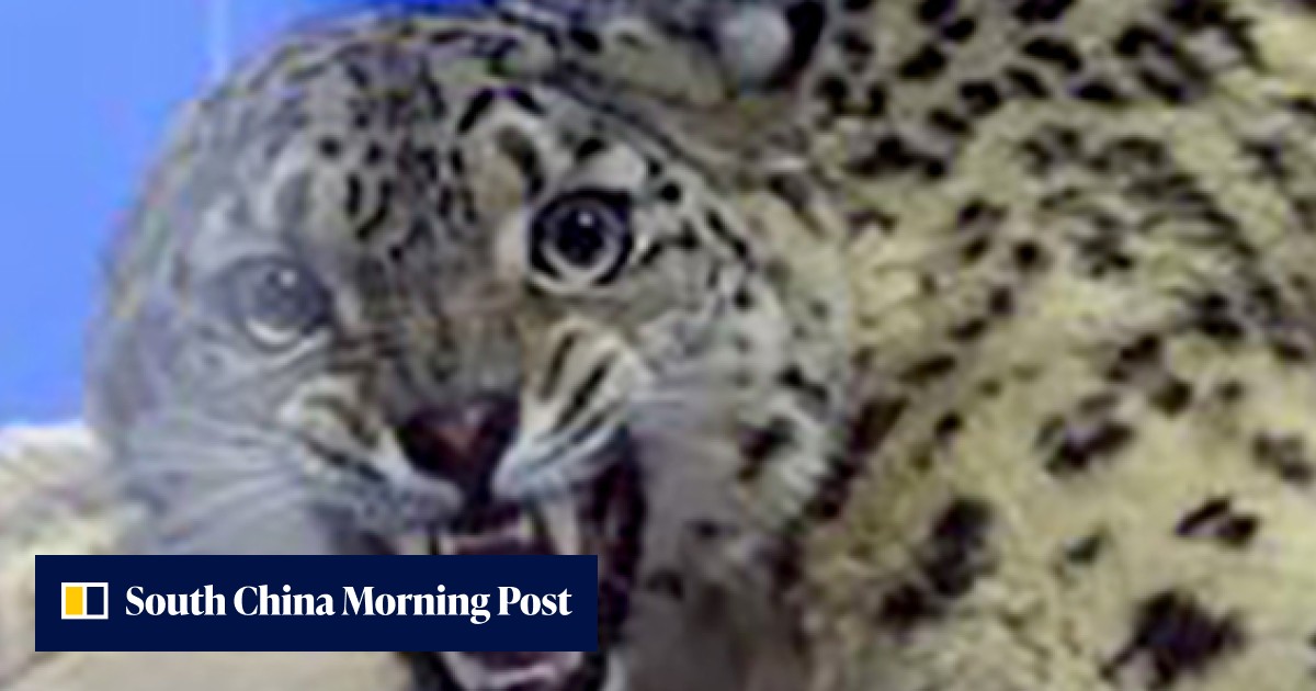 Chinese wildlife experts rescue paralysed snow leopard from Tibetan ...