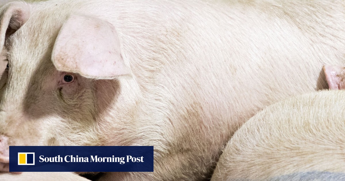 Smithfield Foods to sell US pork online on China’s South China