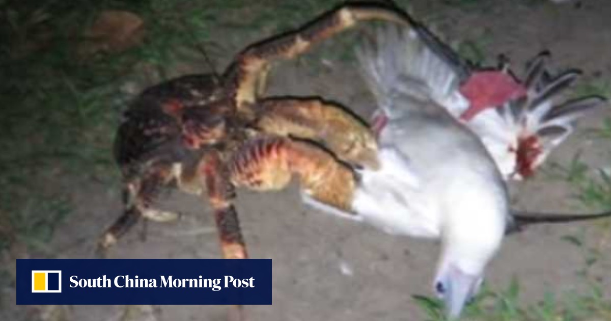 These crabs can grow up to a metre long, climb trees and hunt birds