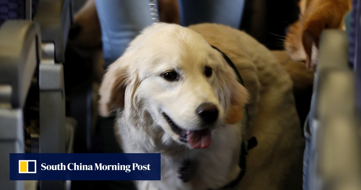 Taking your dog on Delta Air Lines? They’d better be welltrained South China Morning Post