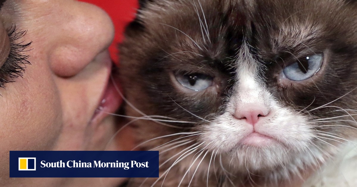 Grumpy Cat wins US$710,000 court payout. Cat still haz no lols | South