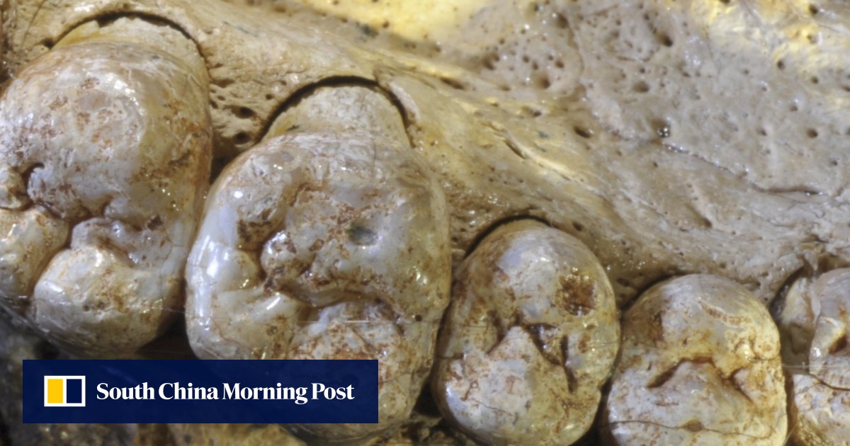 A fossil found in a remote Israeli cave has changed our understanding
