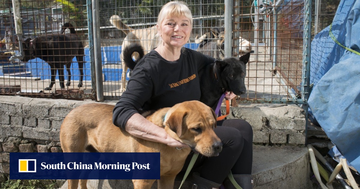 Why Hong Kong dog shelters are struggling to survive