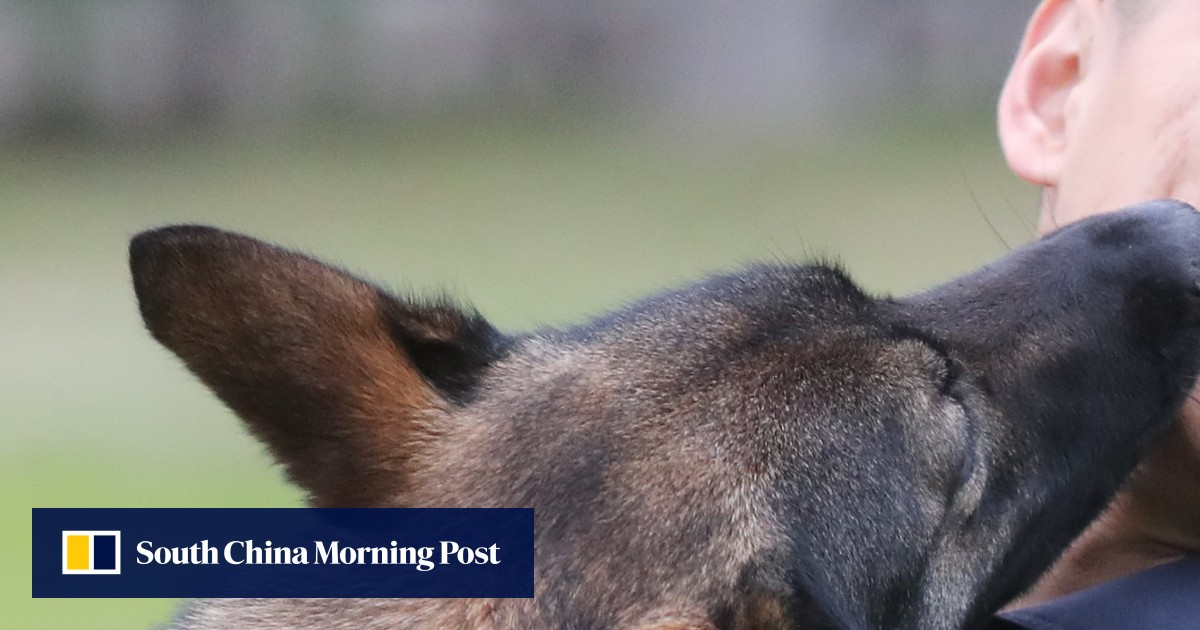 New puppy recruits to join Hong Kong police dog unit amid looming ...