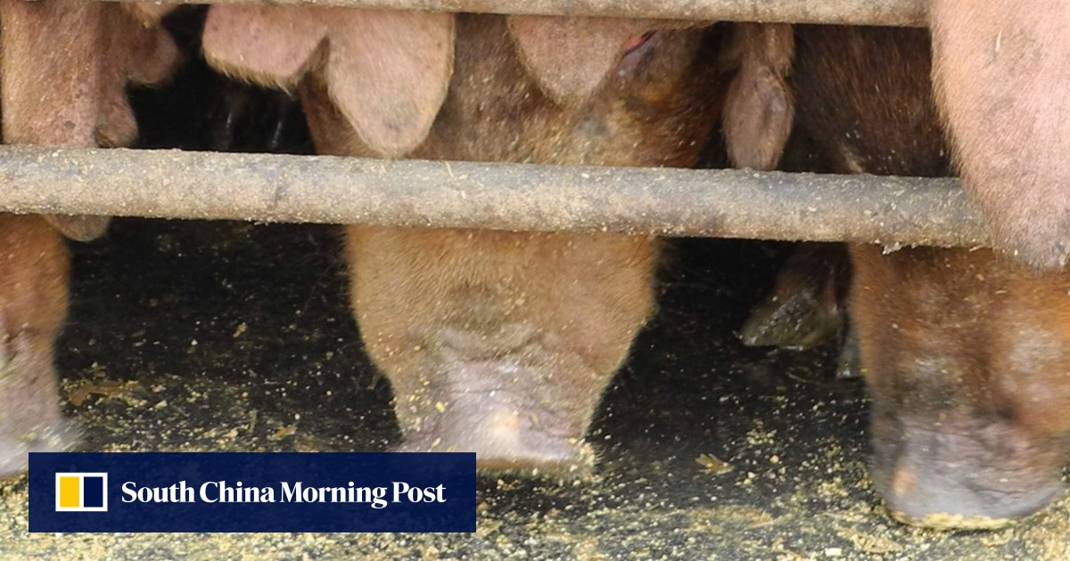 Chinese animal feed industry can absorb impact of US soybean tariff