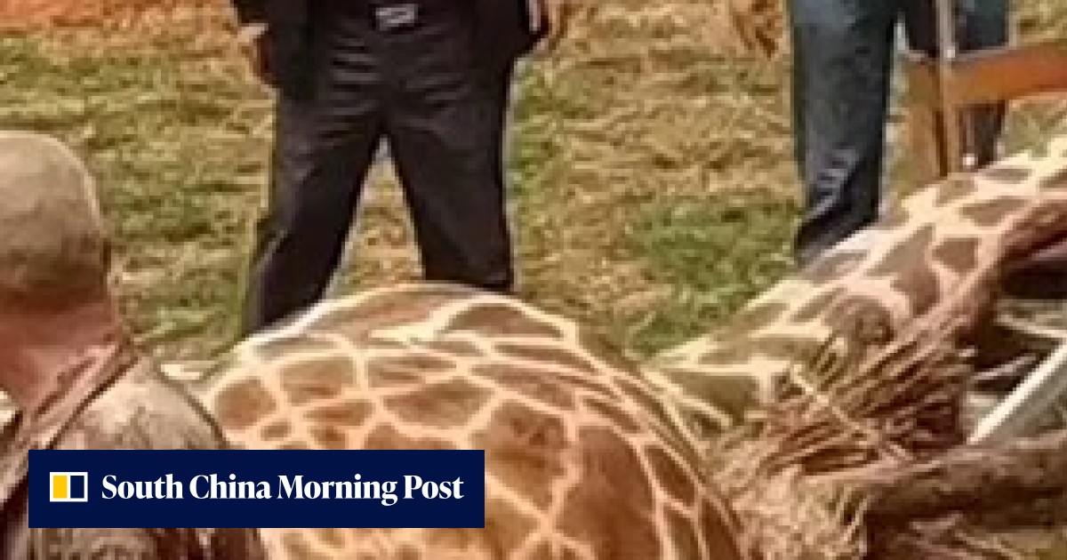 Giraffe dies from neck injury at zoo in China after getting stuck in ...