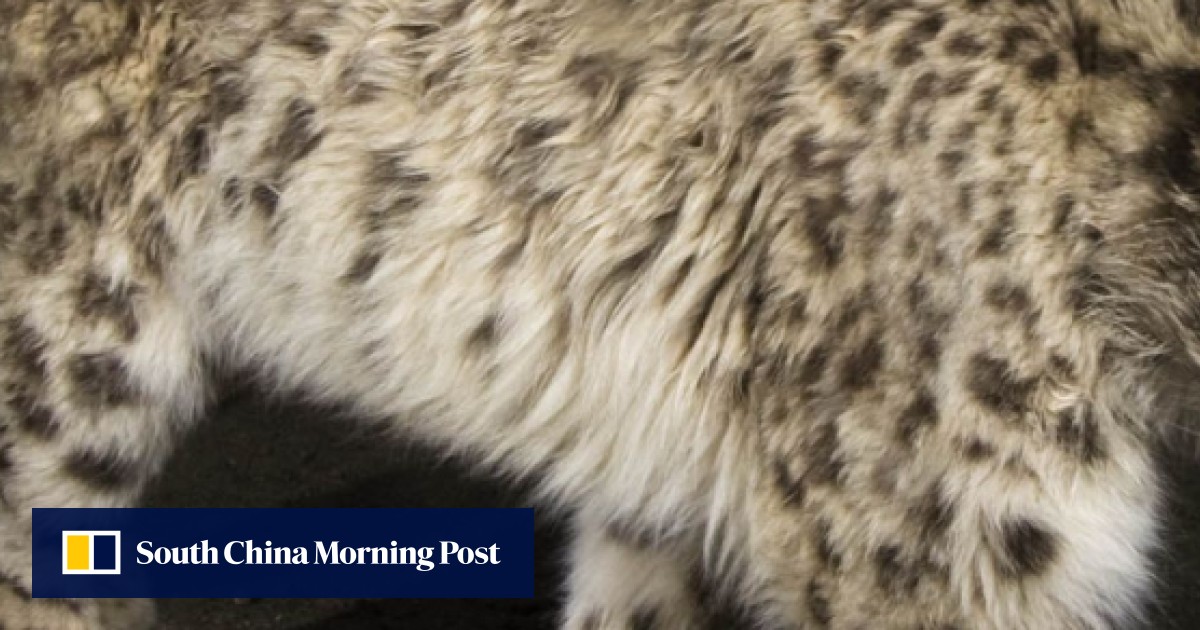 Snow leopards: playing hide and seek with Himalaya’s living ghosts at