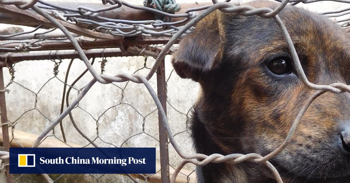Celebrities Urge Indonesia S President To Ban Cruel Trade In Dog Meat After Blowtorch Expose South China Morning Post