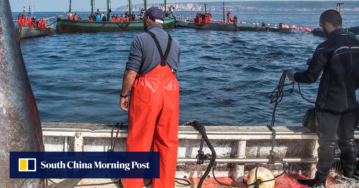 Scientists Now Say Fish Feel Pain What Does That Mean For Your Seafood Dinner South China 