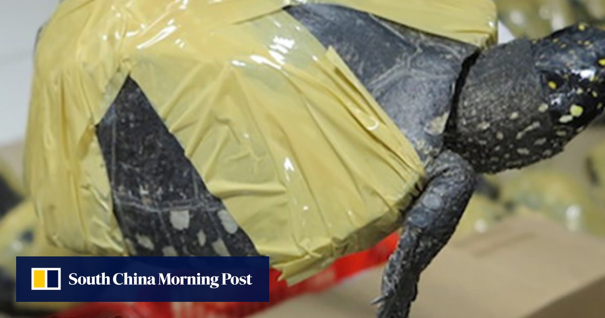 Hong Kong is second largest market in the world for smuggled endangered