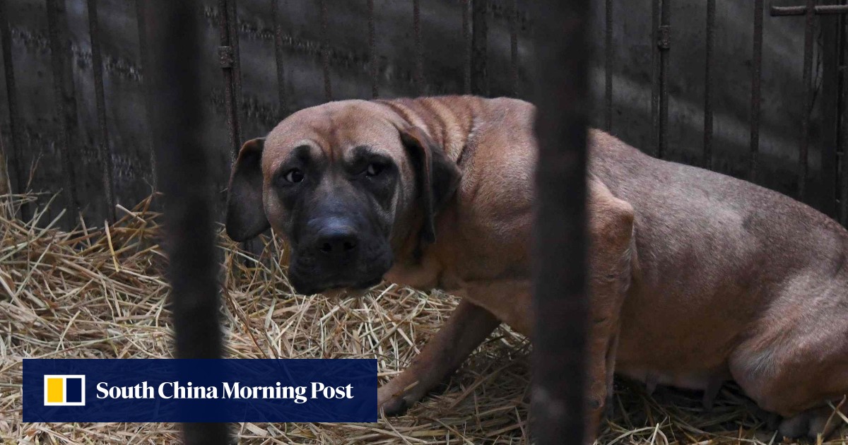A city court in South Korea ruled it was illegal to kill dogs for meat